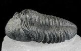 Excellent Drotops Trilobite With Great Eyes #24511-1